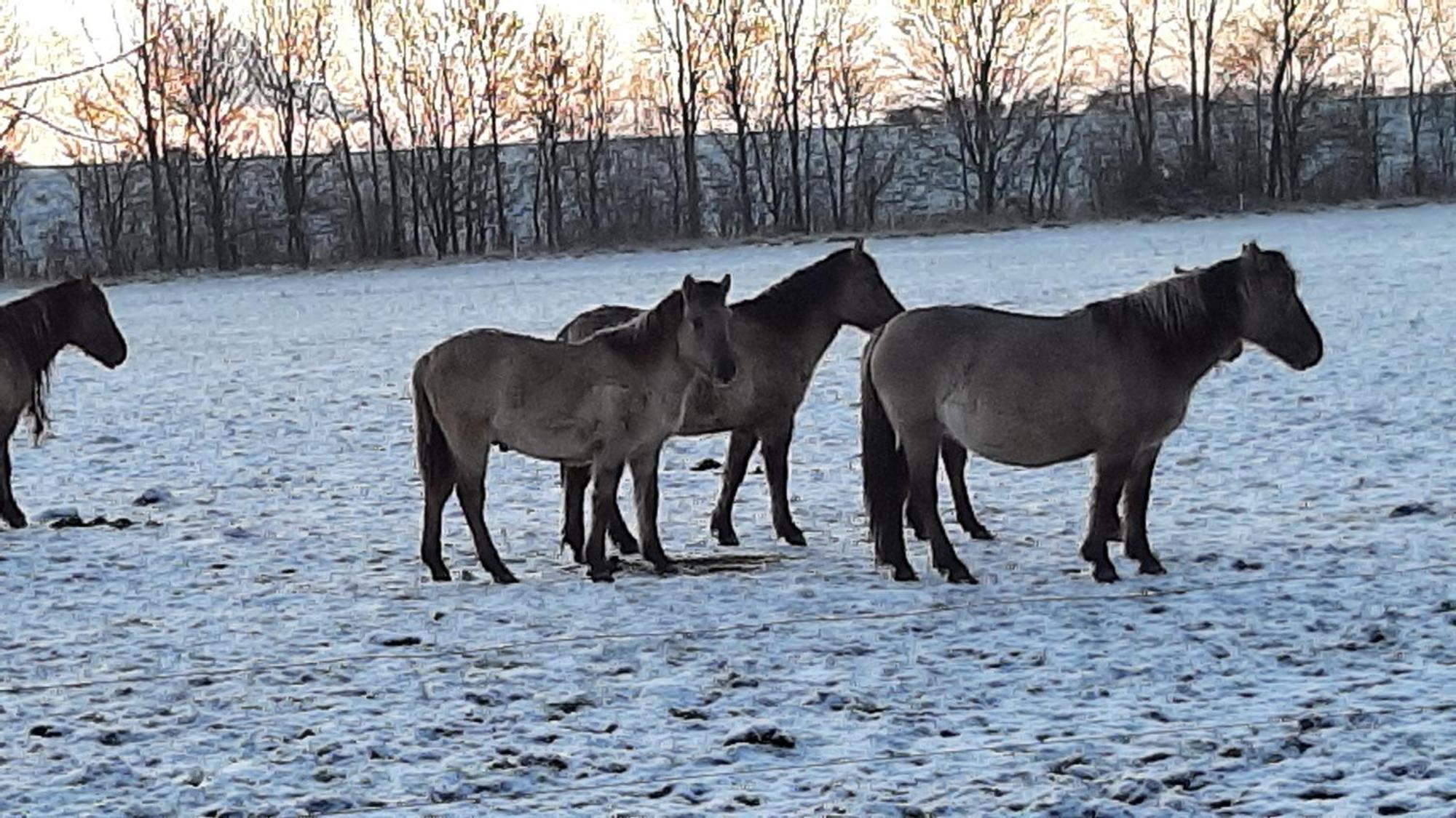 Biesboschbest Werkendam Zewnętrze zdjęcie