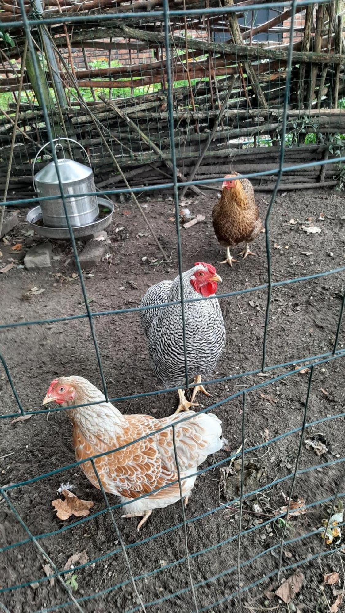 Biesboschbest Werkendam Zewnętrze zdjęcie